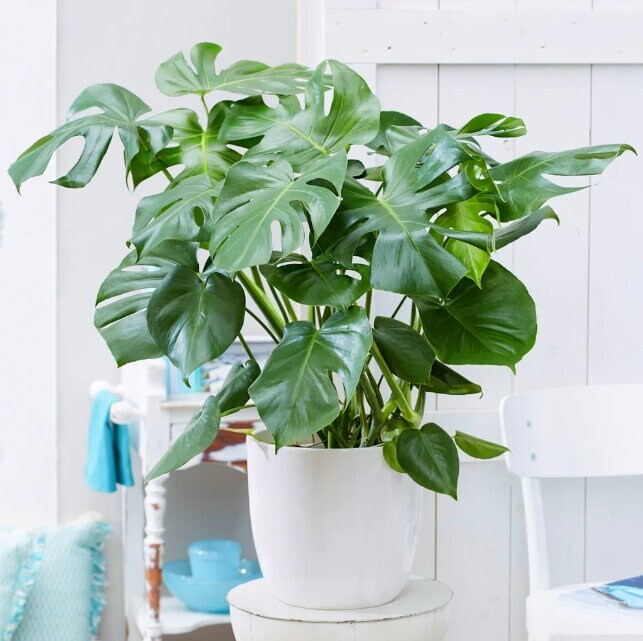 Large Monstera Deliciosa Tropical Split Leaf Plant 10″ Pot Indoor & Outdoor