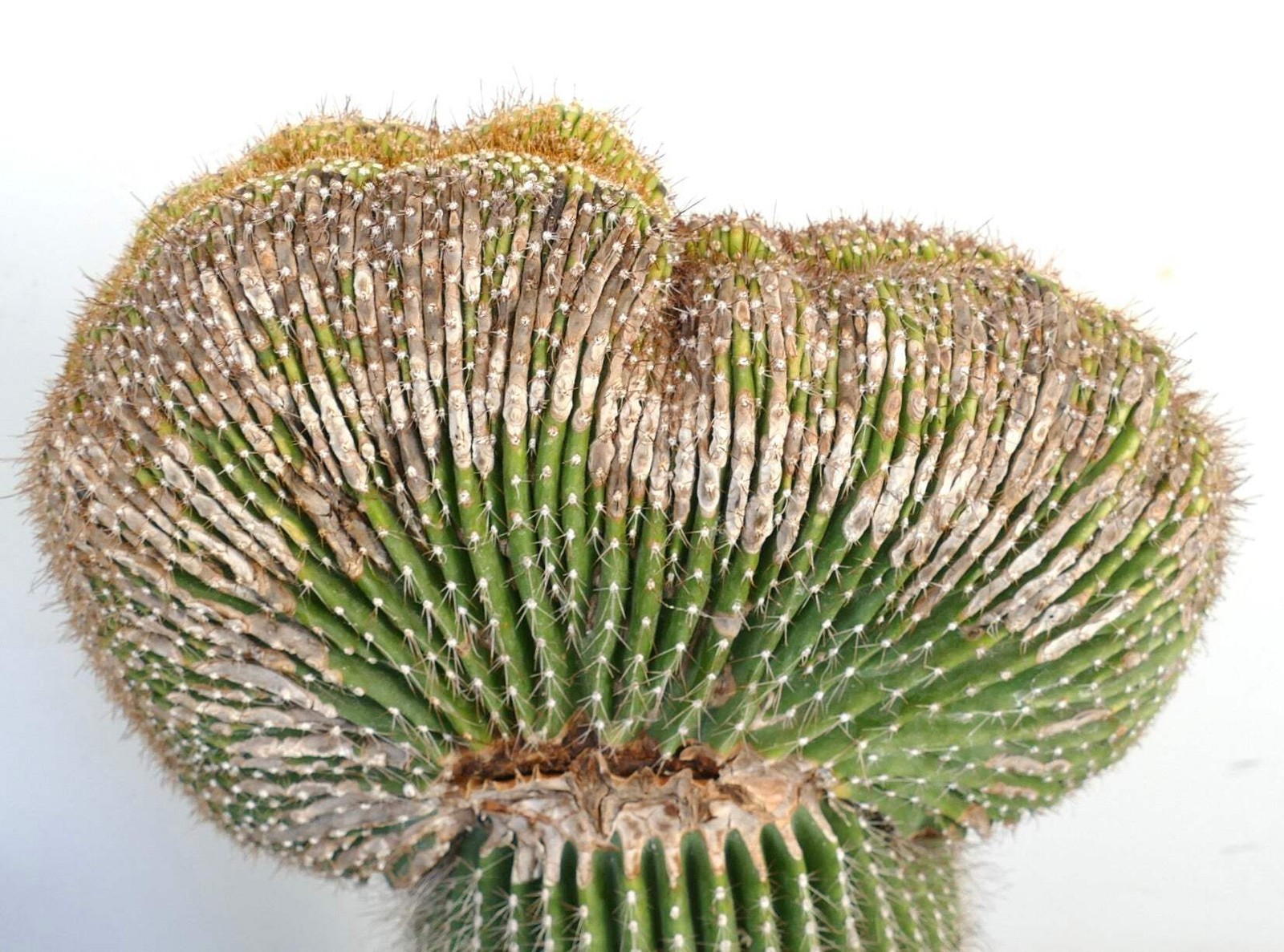 Carnegiea polylopha SAGUARO CRESTED 83x35cm – NO COPIAPOA CINEREA