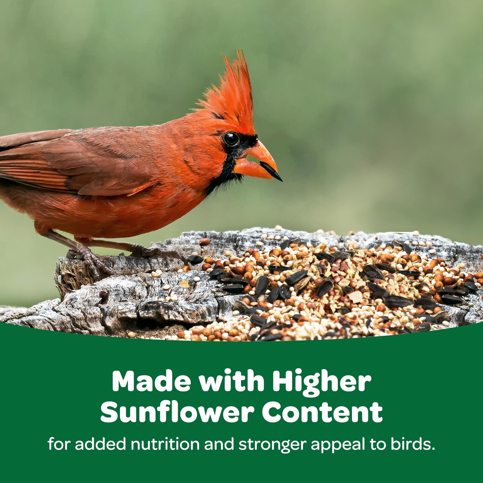 Wild Bird Food Basic Seed Blend, 5 lb 5 Pound (Pack of 1)