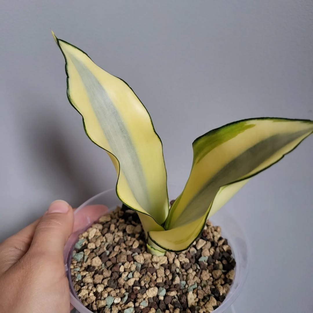 Sansevieria ‘Moonshine Splash’ – Rare Silvery Variegated Snake Plant