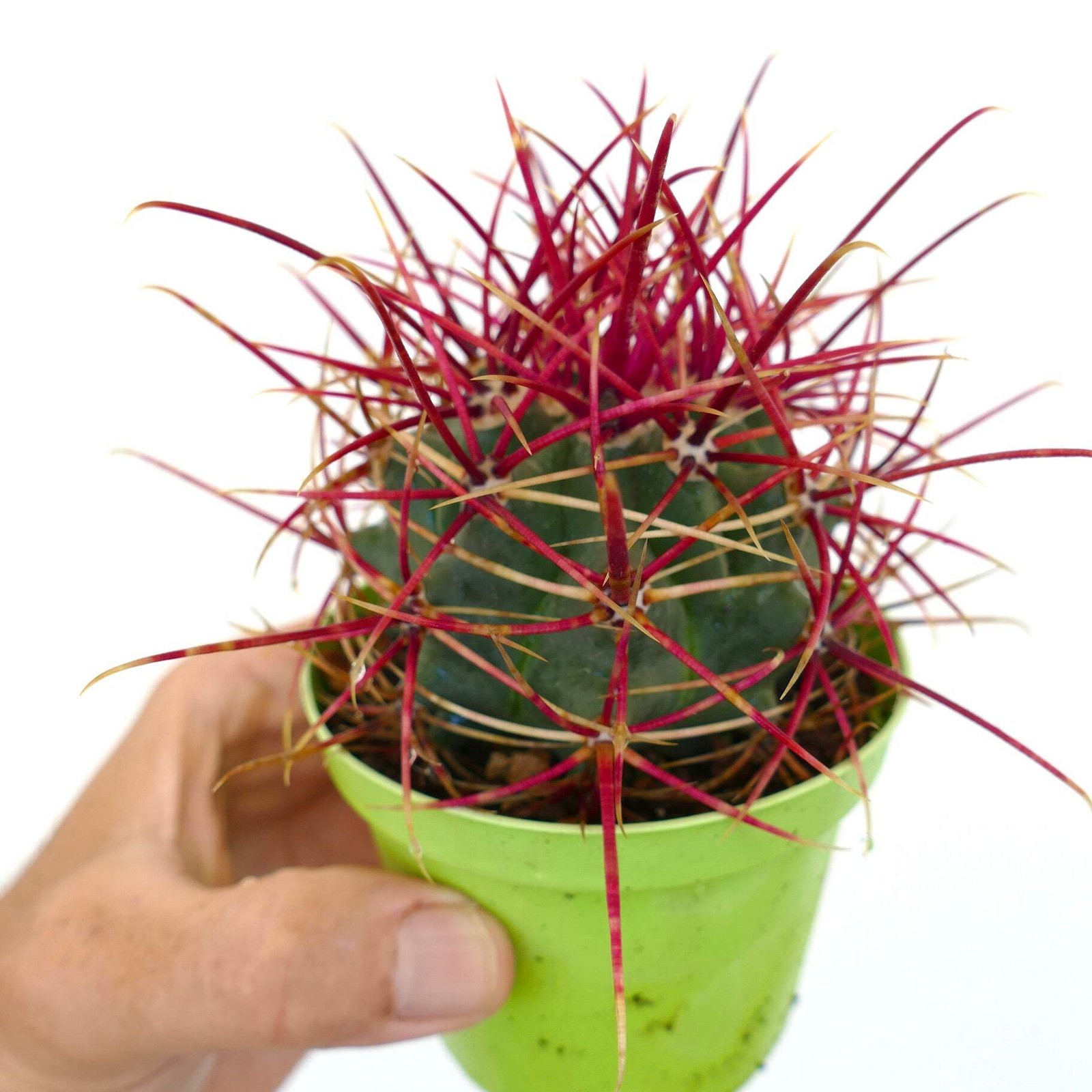 Ferocactus cylindraceus var. lecontei SELECTED – California barrel cactus | Leco