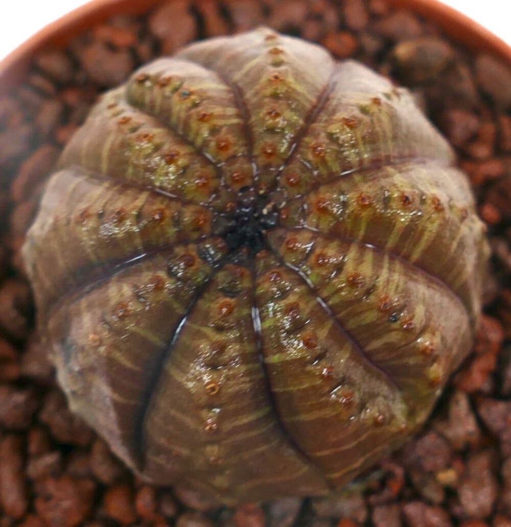 Euphorbia obesa BROWNISH BODY with extra RIB C182