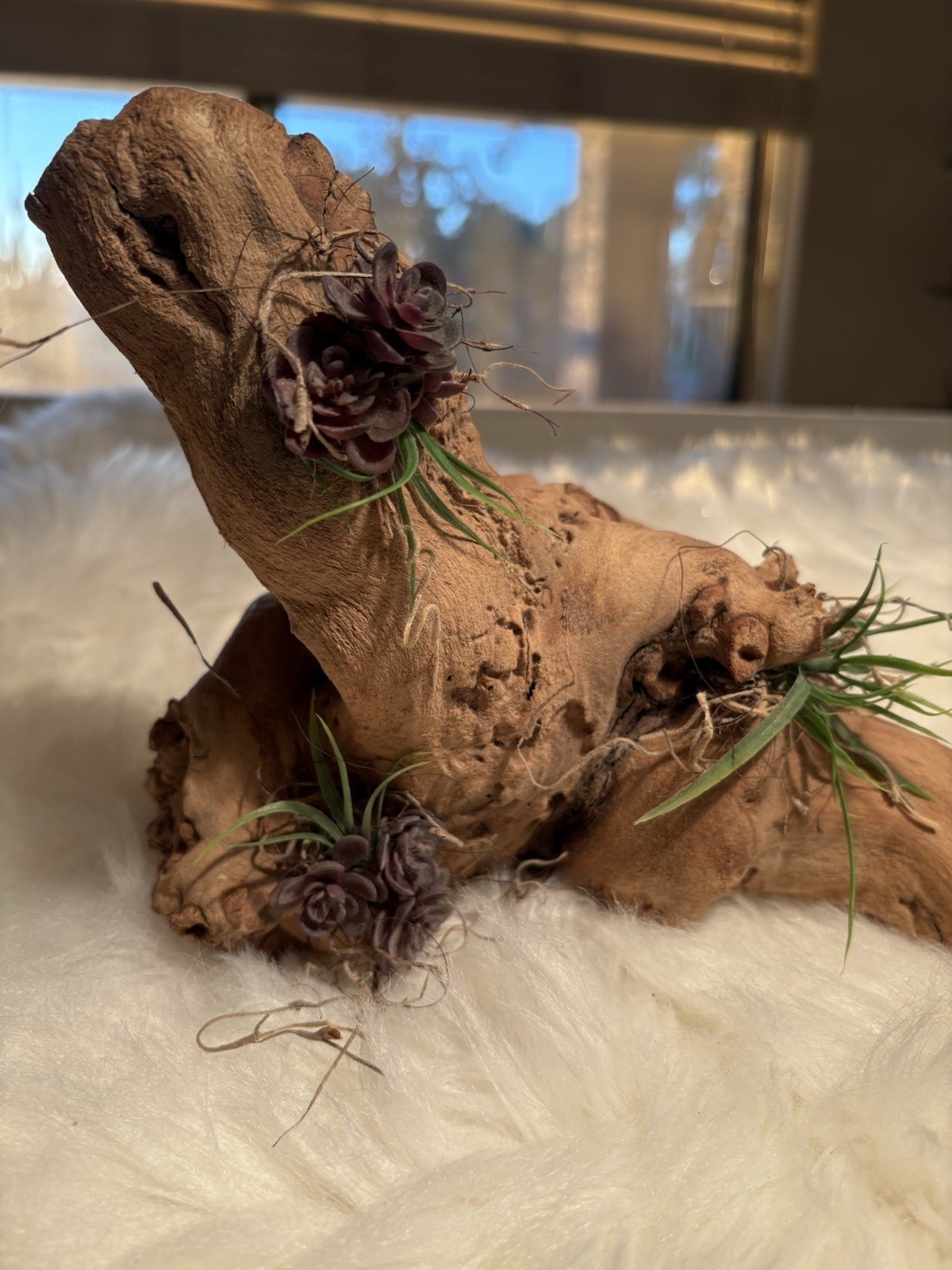 Grapewood Branch Natural Rare Piece Decorative With Colored Succulent Grass