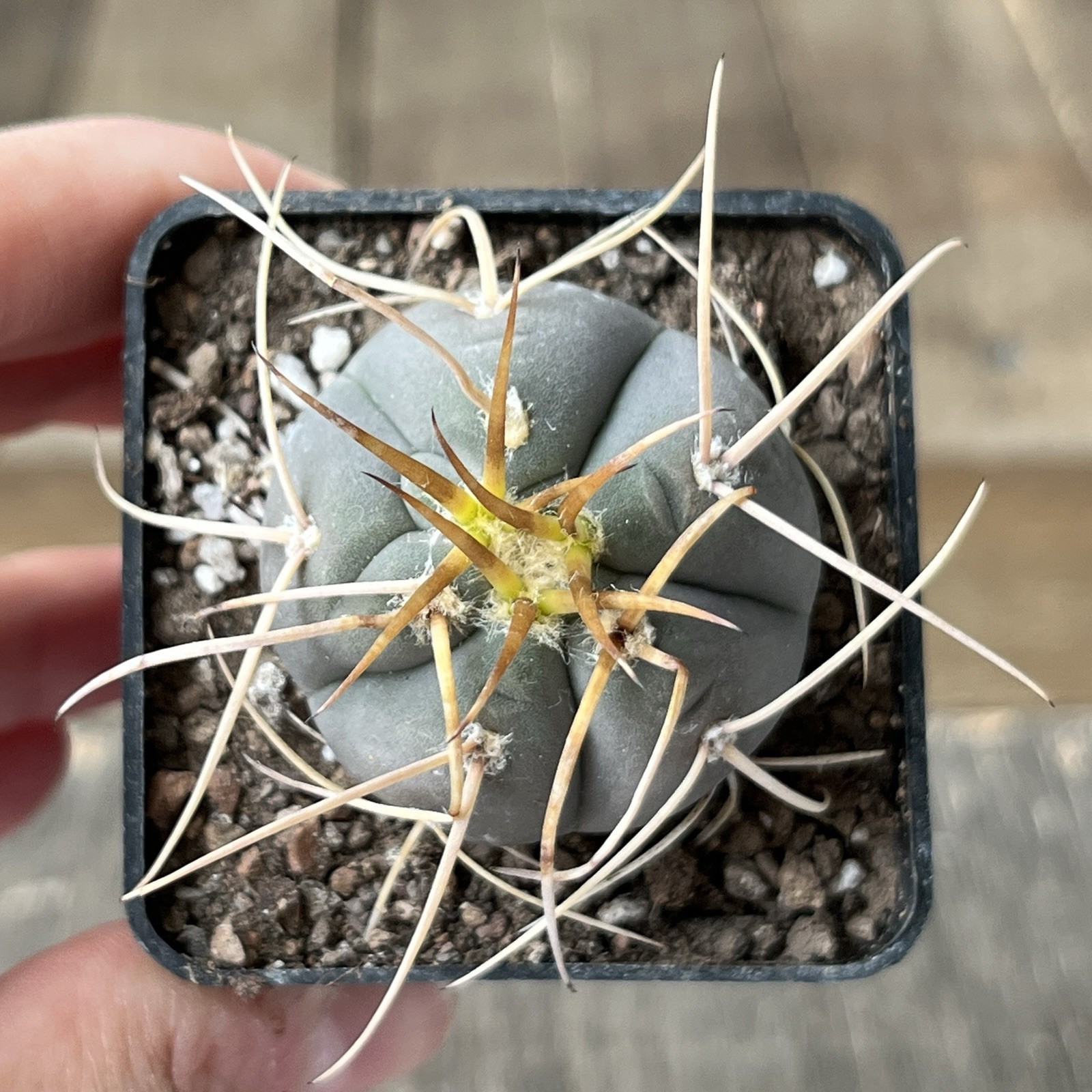 A12-1079.G.cardenasianum, own root