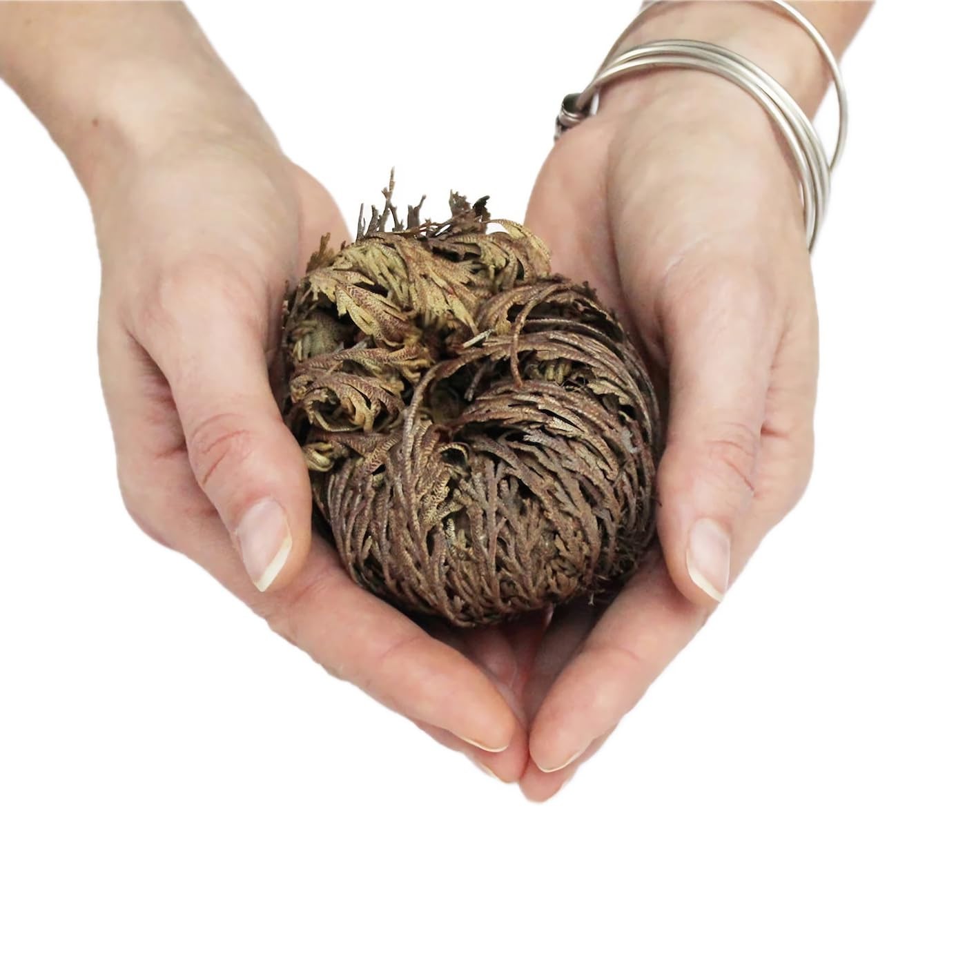 5 Pack Big 3.5″ Rose of Jericho Resurrection Plants, Flor De Jerico Original Dri