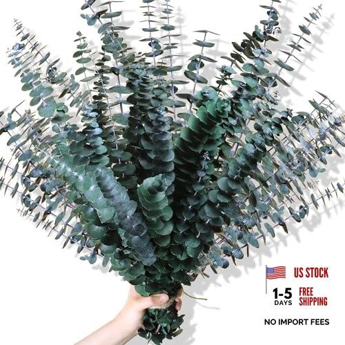 30Pcs Dried Eucalyptus Stems – 17″ Real Preserved Plant for 30PCS