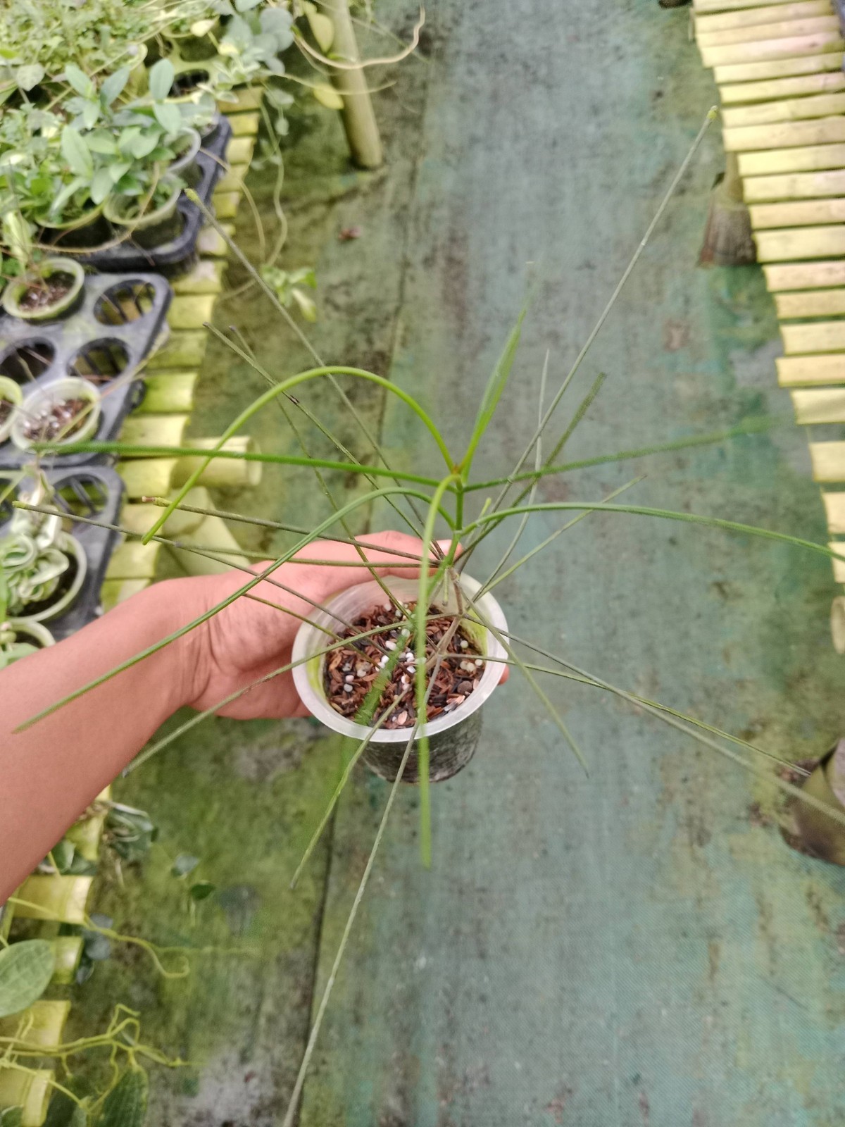 Hoya Biruensis Real Picture Rare
