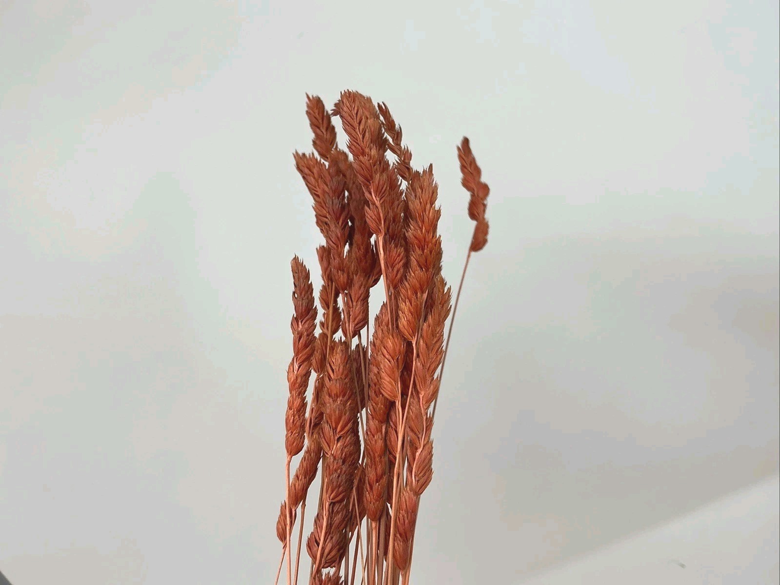 Vintage Dried Flower Bunches Lot of 8 Bunches 12″ – 30” L Crafts Floral Bouquets