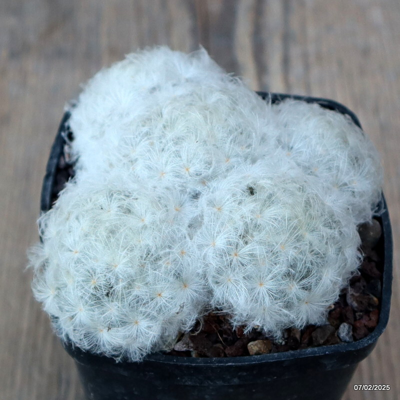 A9363 MAMMILLARIA PLUMOSA pot7-H5-W9 cm MaMa Cactus