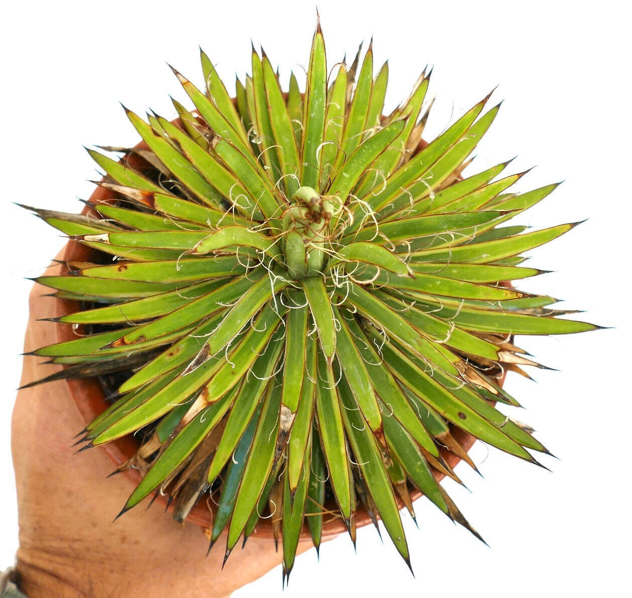 Agave filifera form stricta COMPACT VARIEGATED – Thread agave | Hardy century pl