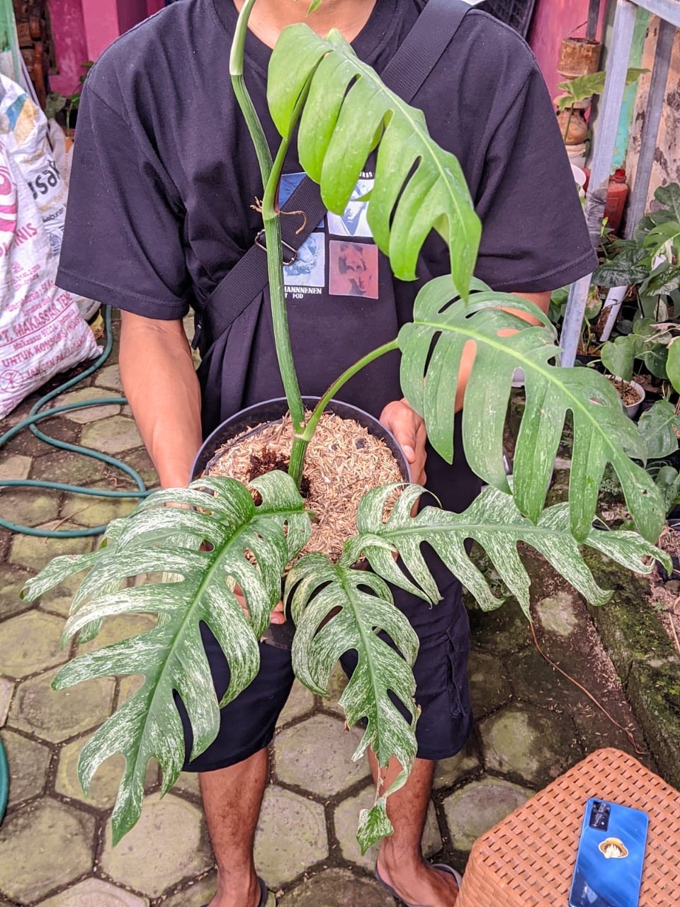 Epipremnum Devil Monster Variegated Large Leaf Real Picture Very Beauty