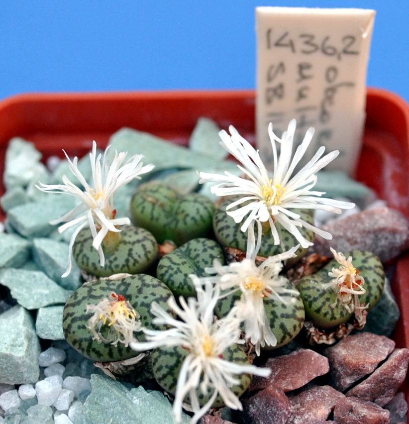 Conophytum obcord ‘multicolor’ SB1193 MG1436.2- seeds 10 pcs
