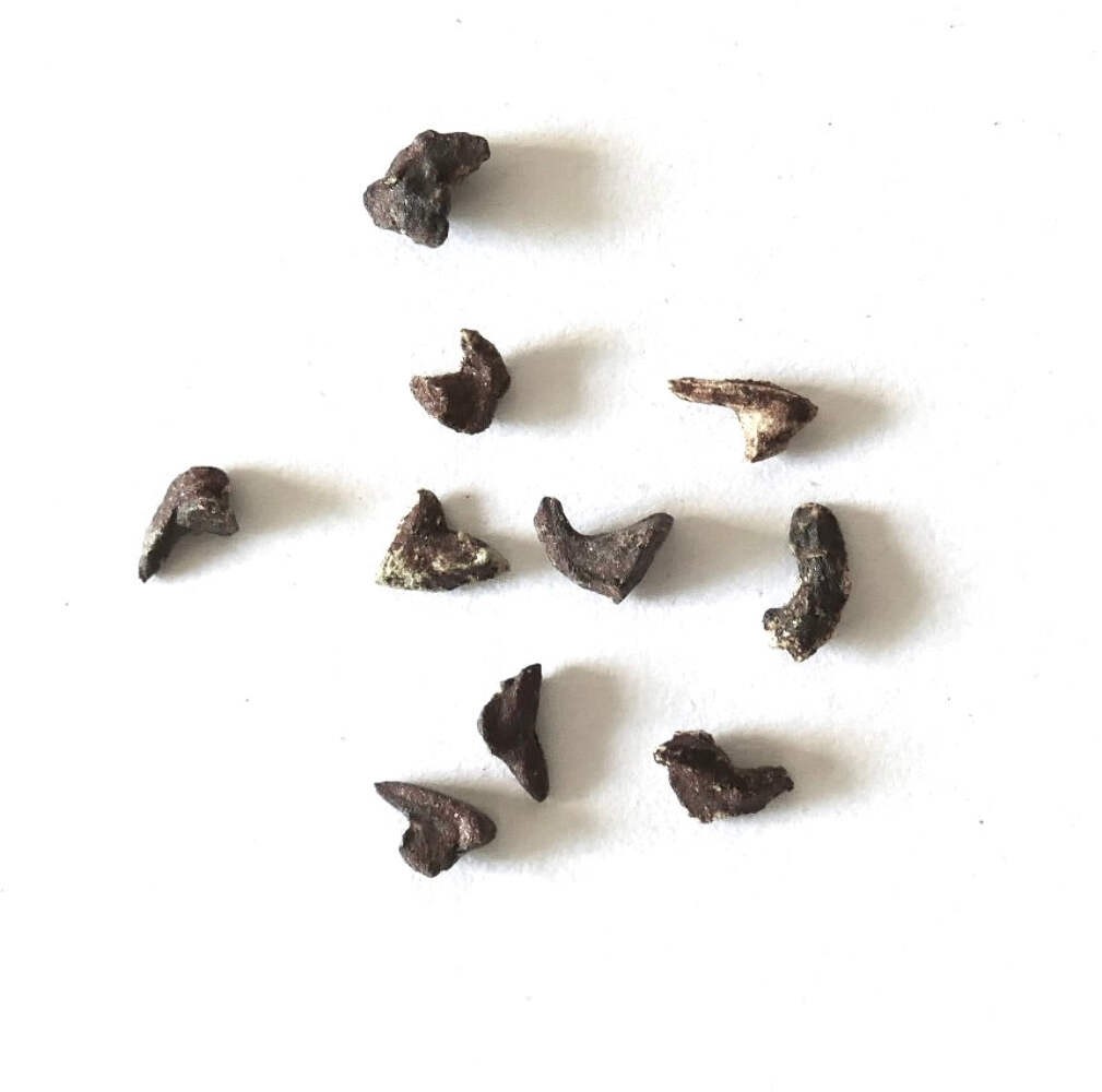 Sonneratia alba SEEDS – Mangrove apple | White mangrove
