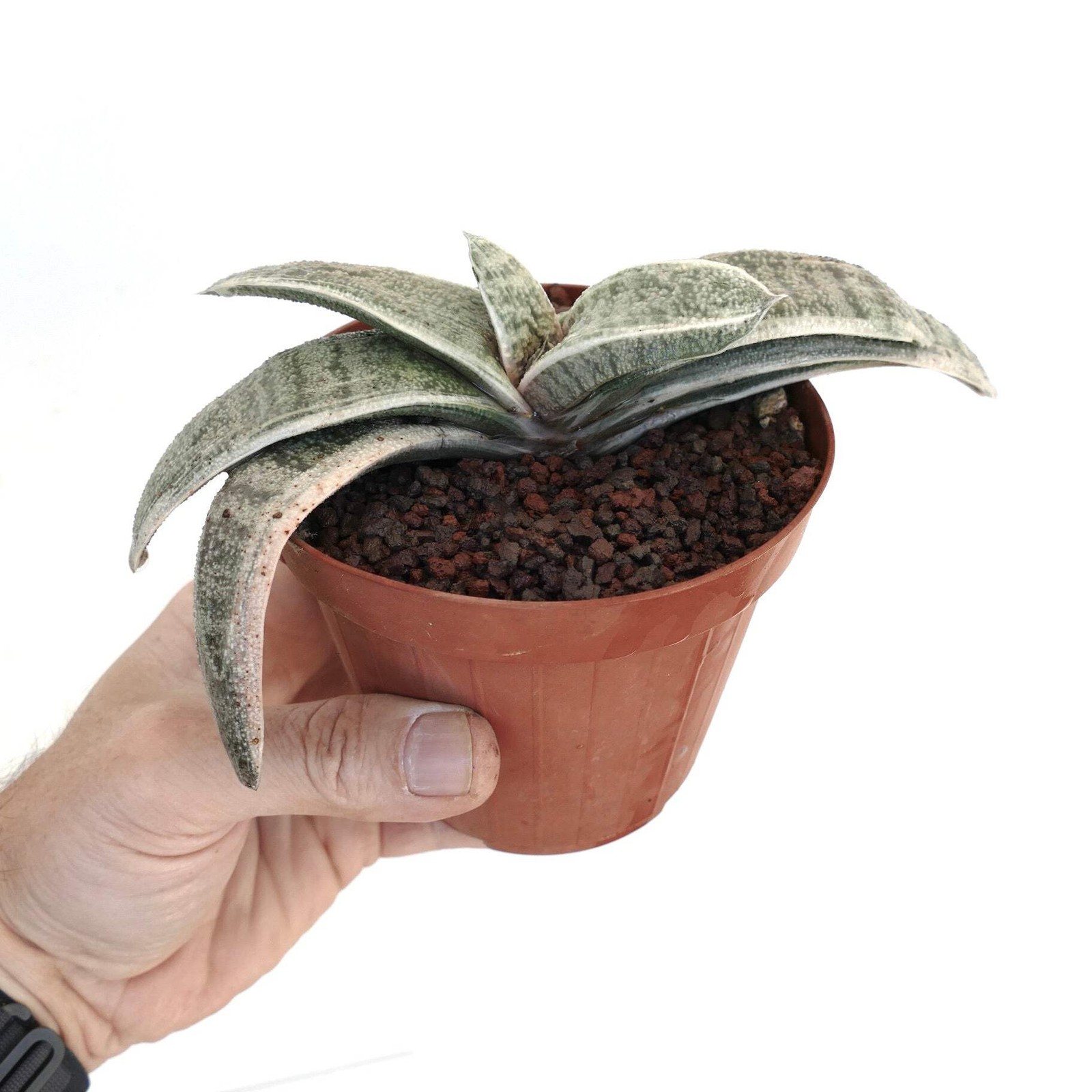 Gasteria batesiana WHITE VARIEGATED cv. ‘Carrara Marble’ – Bates’ gasteria | Whi