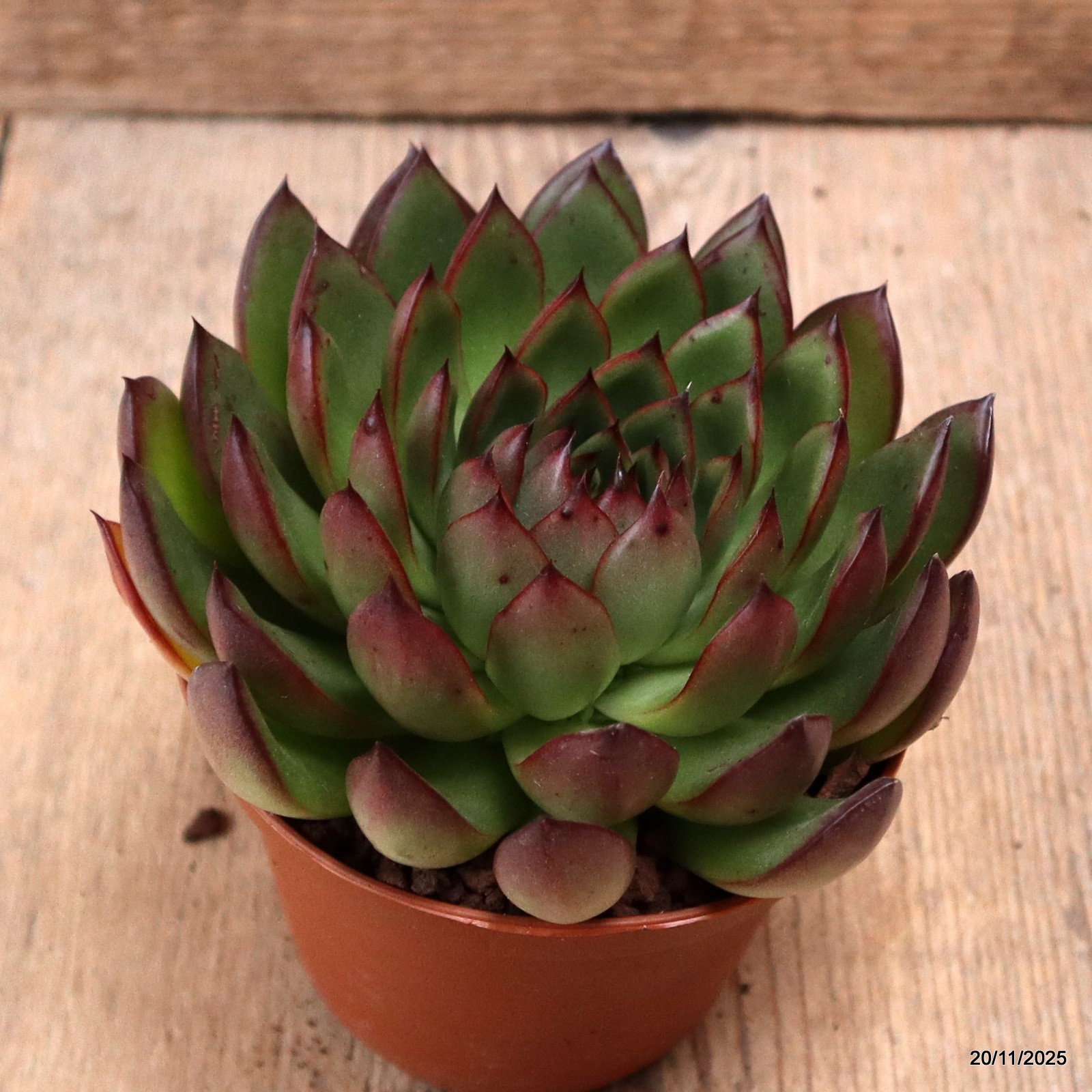 D7462 ECHEVERIA RED EDGE pot10-H7-W12 cm MaMa Cactus