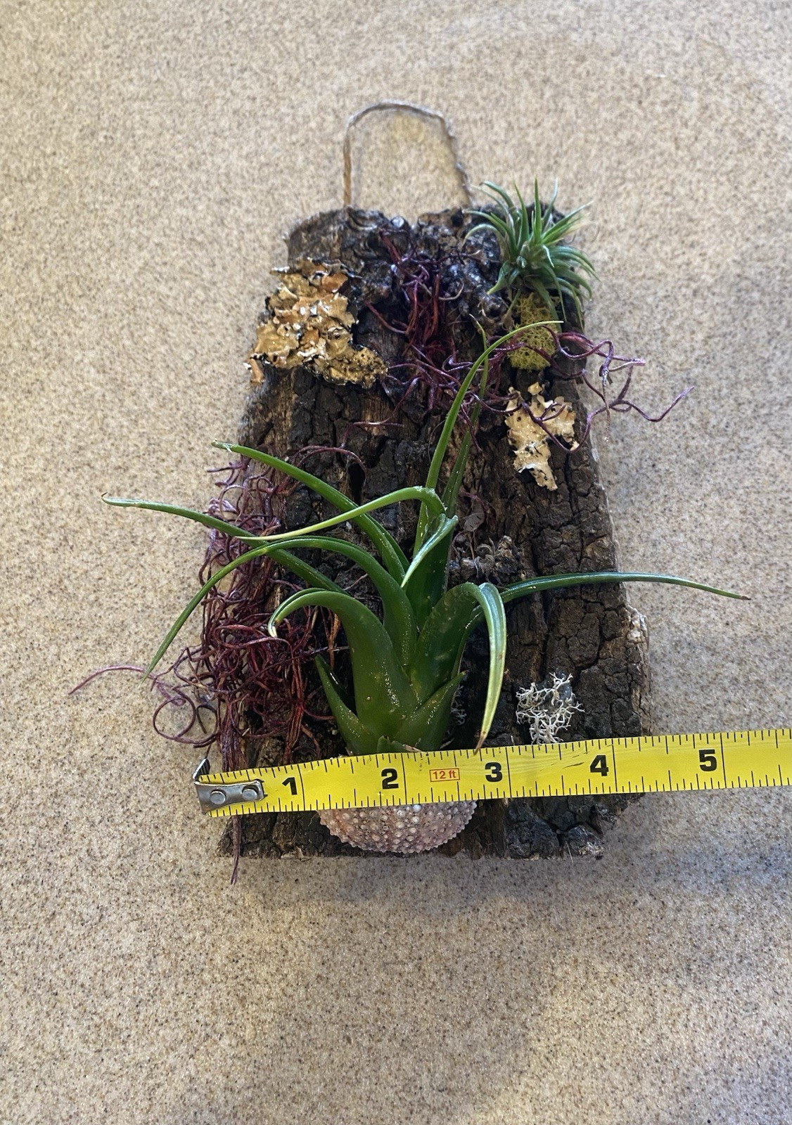 Hanging Wall Art Live Plants & Preserved Moss On Cork Board