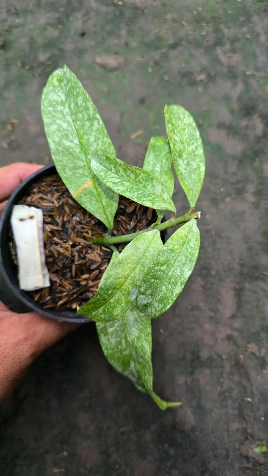 Real Picture Hoya Multiflora Silver Rare Plant