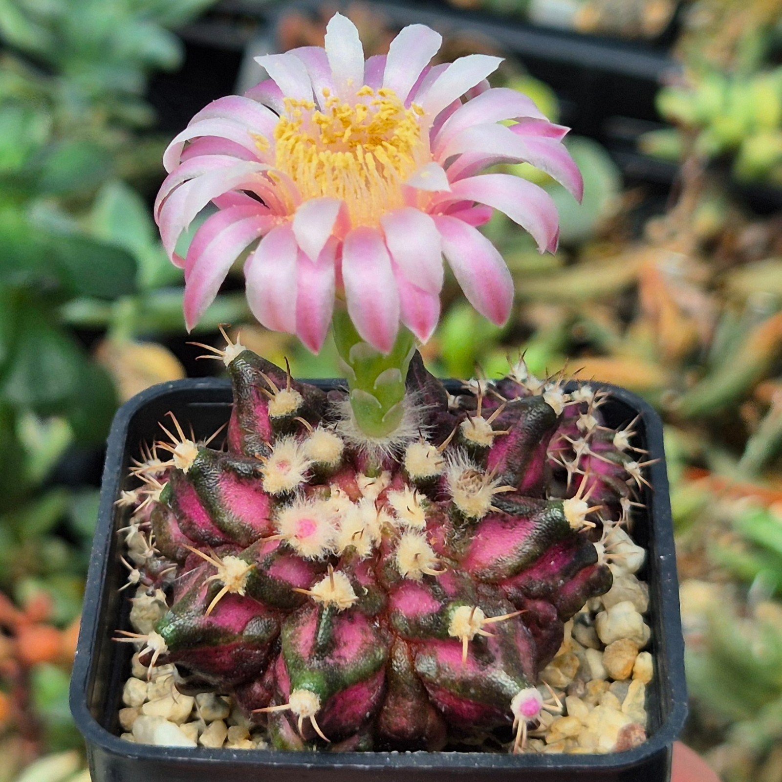 Gymnocalycium mihanovichii ‘T-Lux’ hybrid 100seeds 2025