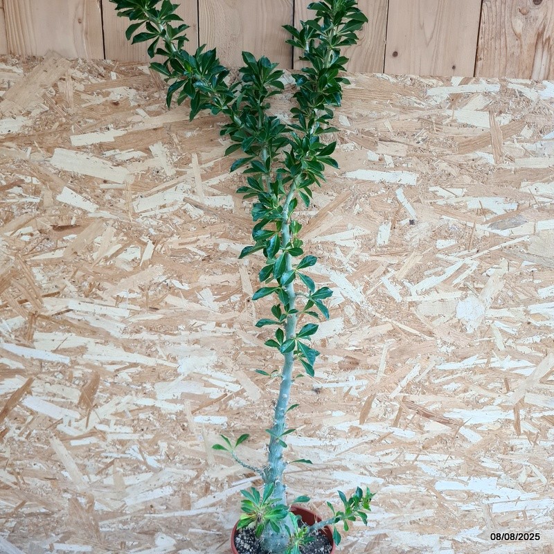 D5818 PACHYPODIUM SAUNDERSII pot22-H120-W40 cm MaMa Cactus