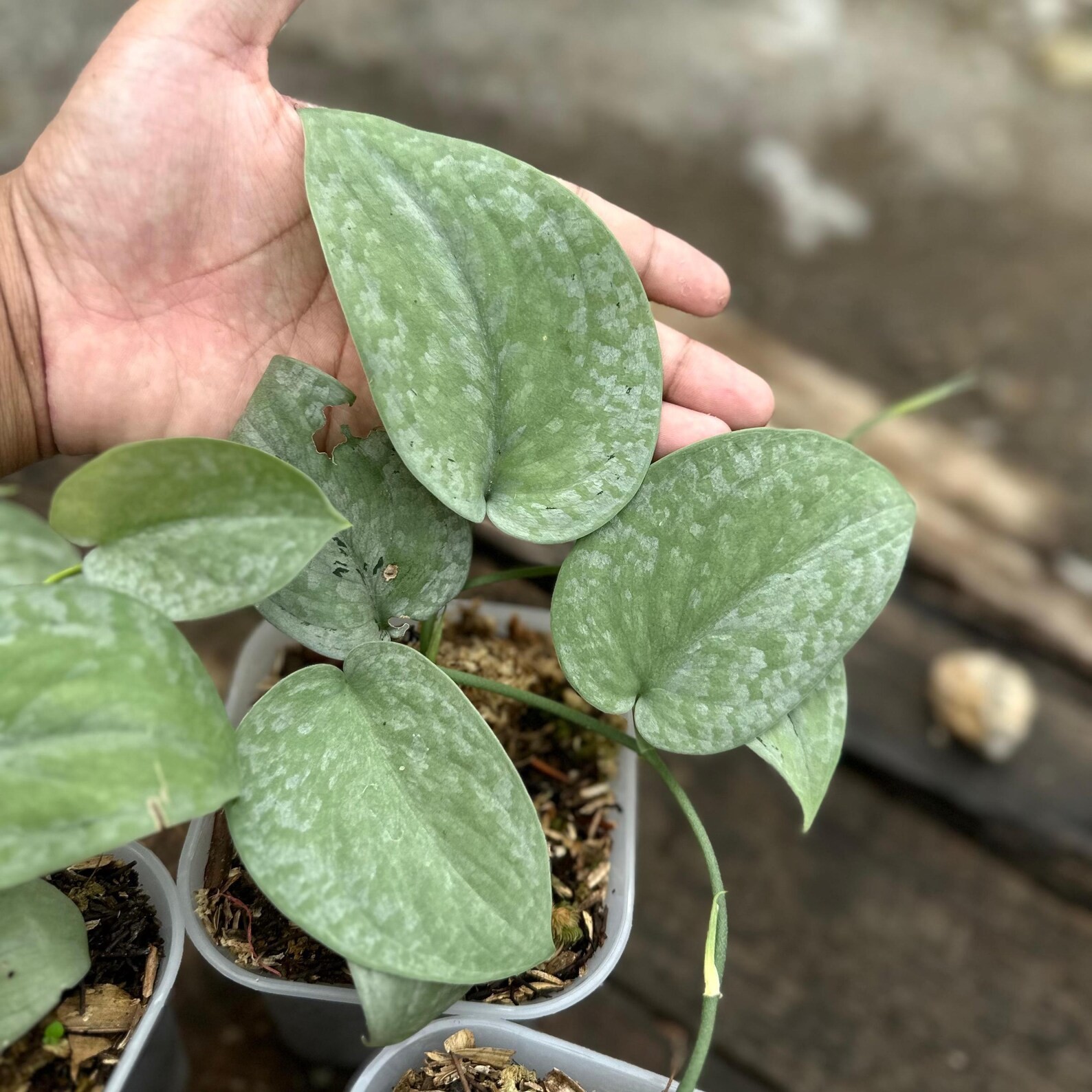 Real Picture Scindapsus Silver Platinum Rare Plant