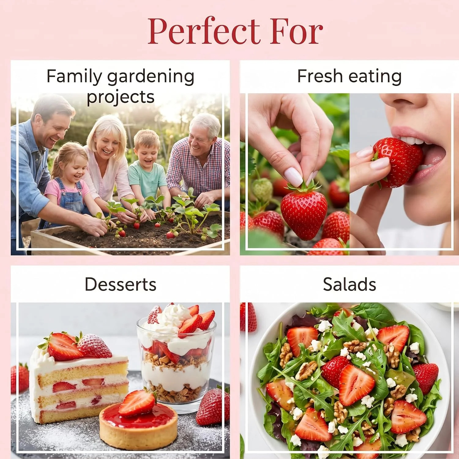 Cream Strawberry Seeds for Planting (Akihime Variety), 2000+ Heirloom Non-GMO Se