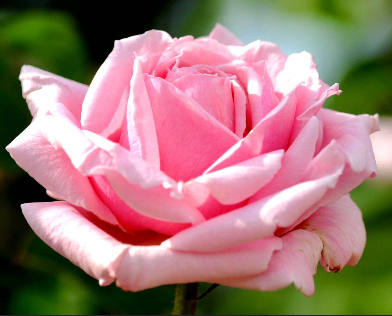Rosa cv Frédéric Mistral® – Rose | Garden rose