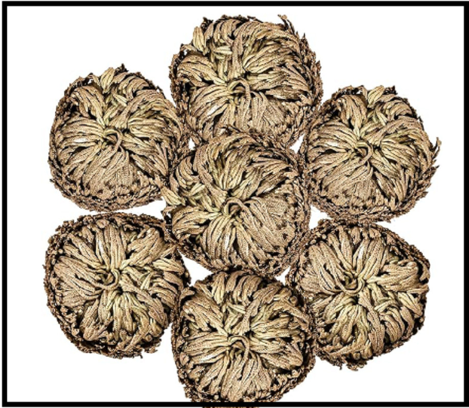 7 Pack Rose of Jericho Dried Plants – Rosa de Jerico Original, Dried Fern Like