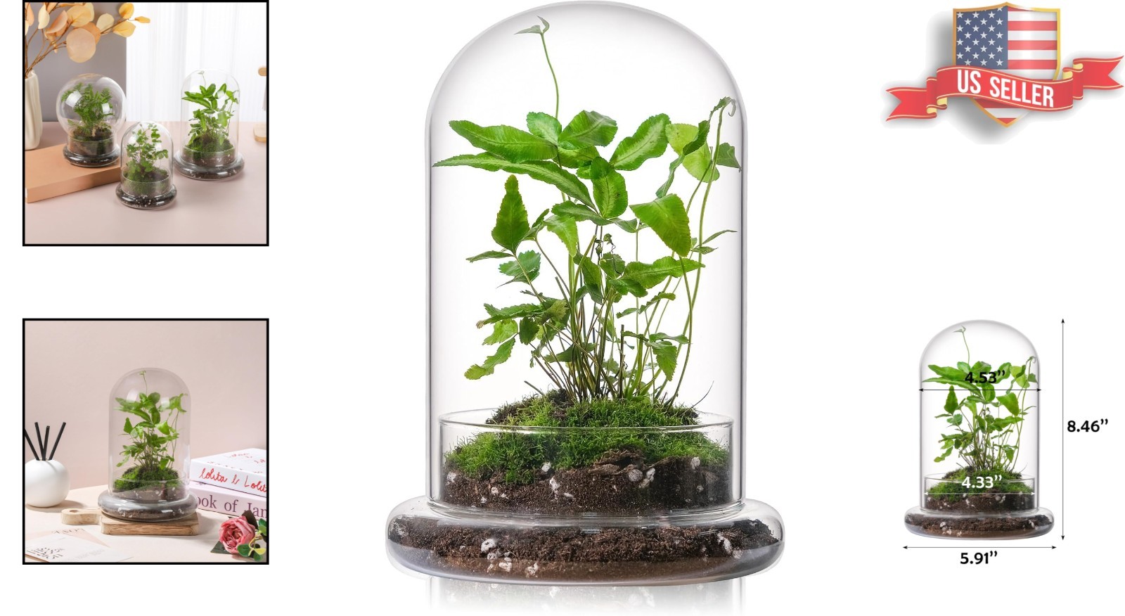 Stylish 8-Inch Glass Terrarium with Base – Perfect Mini Cloche for Home Decor