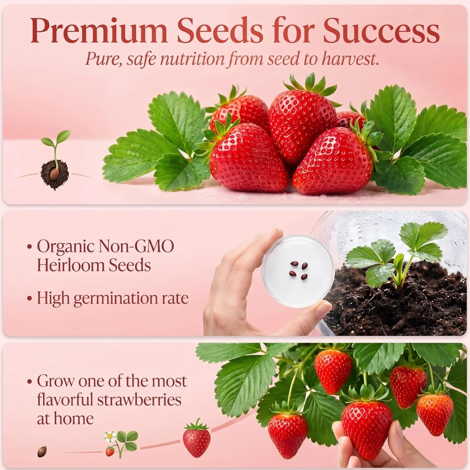 Cream Strawberry Seeds for Planting (Akihime Variety), 2000+ Heirloom Non-GMO Se