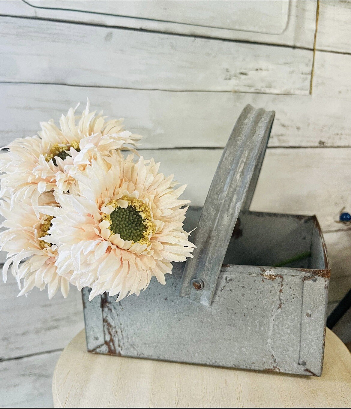 Triple Gerbera Daisy Bouquet, Cream Pink NEW