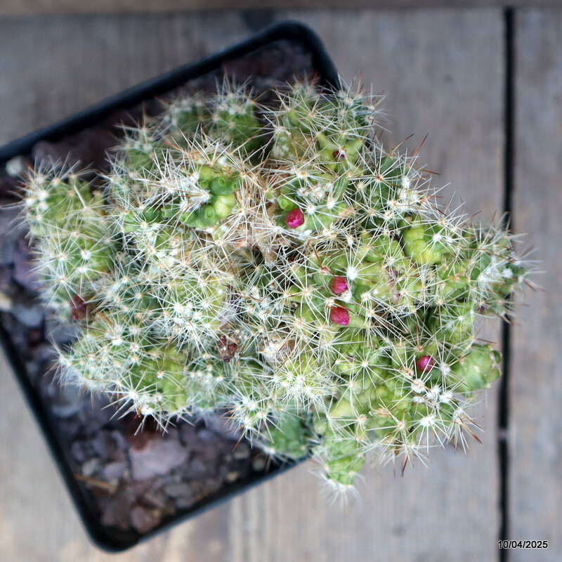 A9921 MAMMILLARIA BOCASANA MONSTER GRAFTED pot12-H13-W13 cm MaMa Cactus