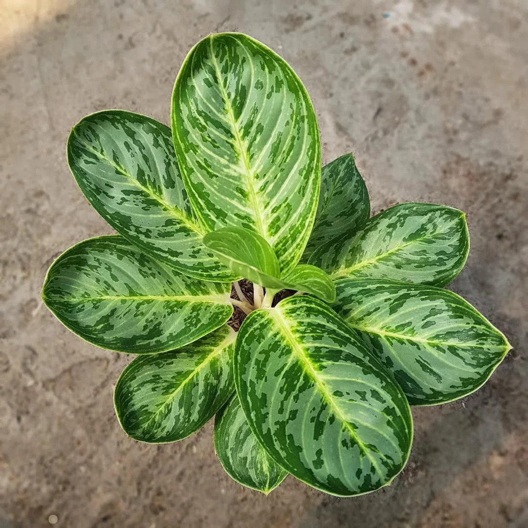 Real Picture Aglaonema Green Arha Big Size Rare Plant