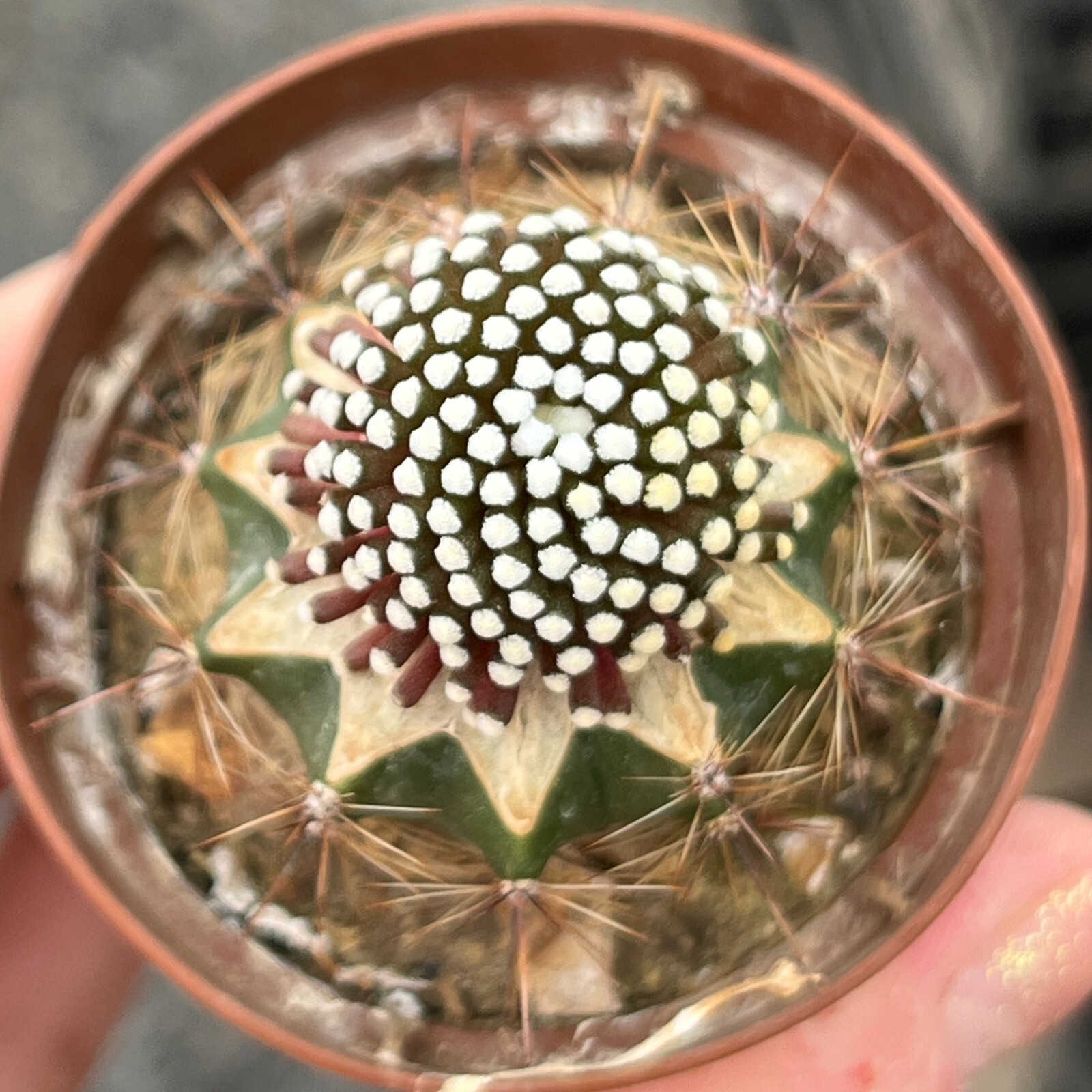 A30-1615. Mammillaria luethyi VM 1157, Las Norias Coa (Grafted)