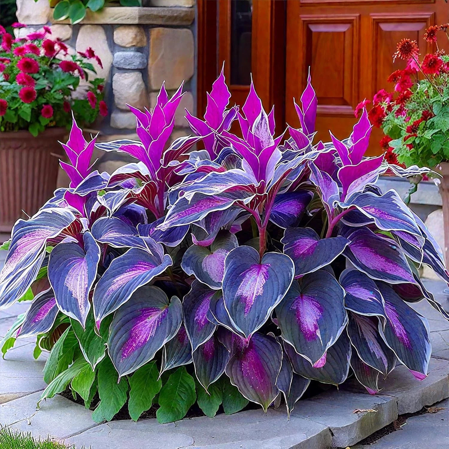 Hosta Seeds – 200 Rare Black Purple Hosta Plants Seeds for Planting Outdoor