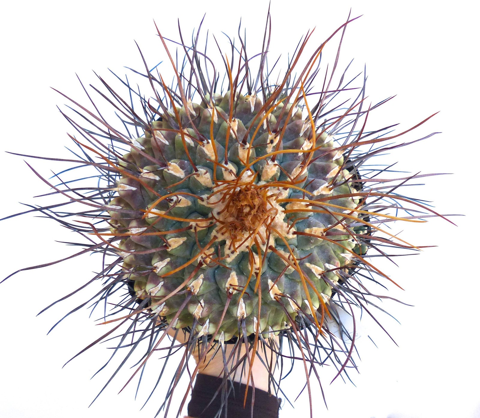Thelocactus rinconensis v. freudenbergeri SEEDS – Freudenberger’s cactus | Rinco