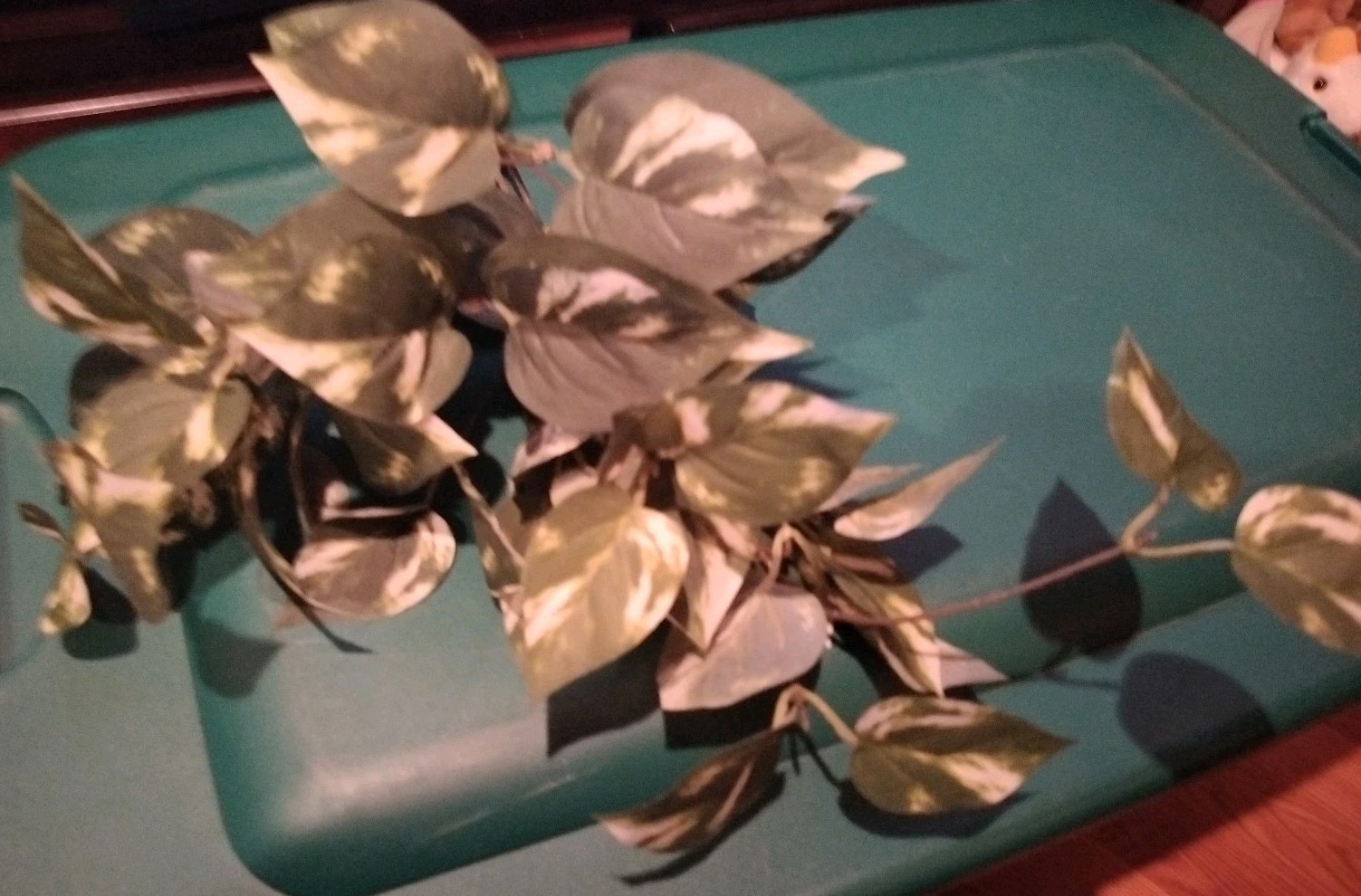 Ashland Artificial Golden Pothos plant green/white marbled leaves hanging stems
