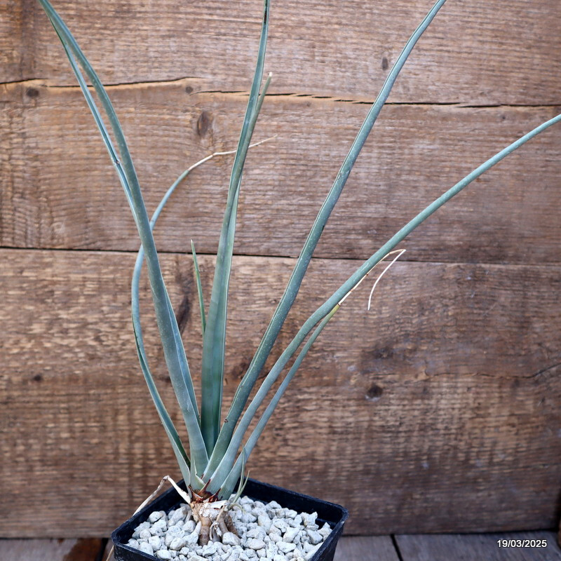 D2259 DRACAENA SERRULATA pot10-H36-W17 cm MaMa Cactus