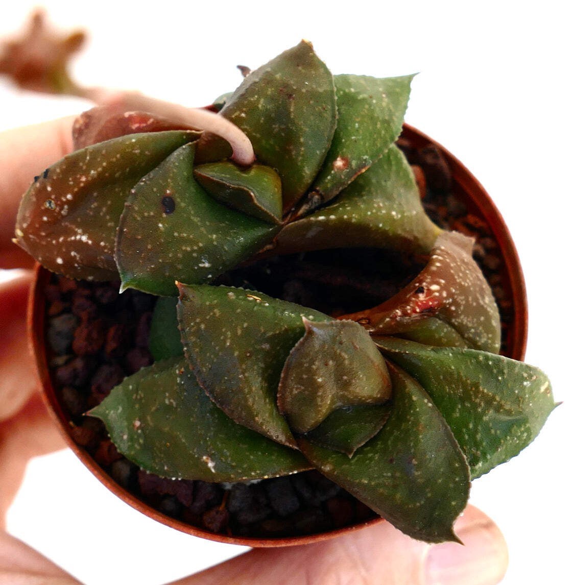 Gasteria armstrongii cv ‘ 森の矮人 ‘ – Armstrong’s gasteria | Ox tongue