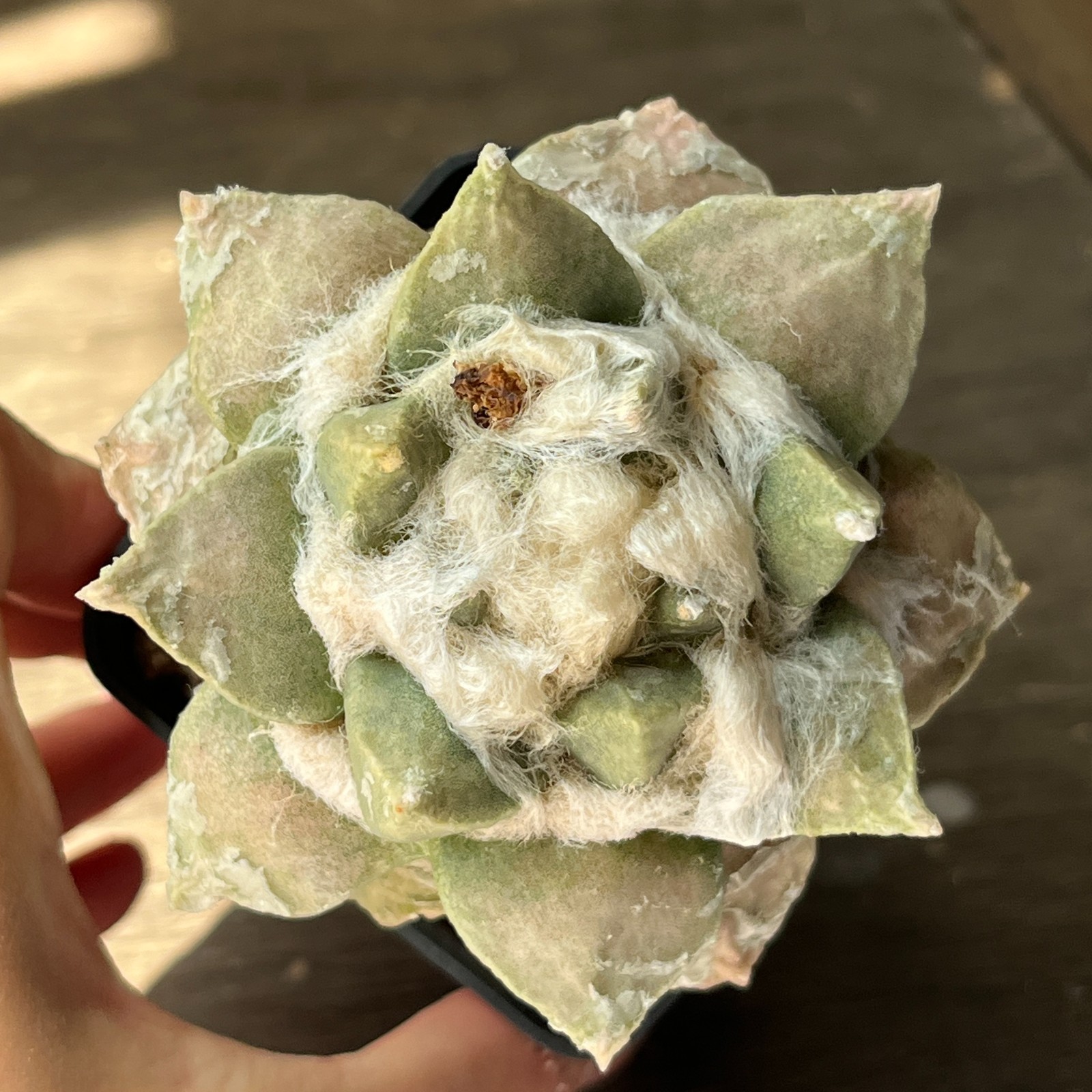 A53-795 Cactus multihybrid, grafted