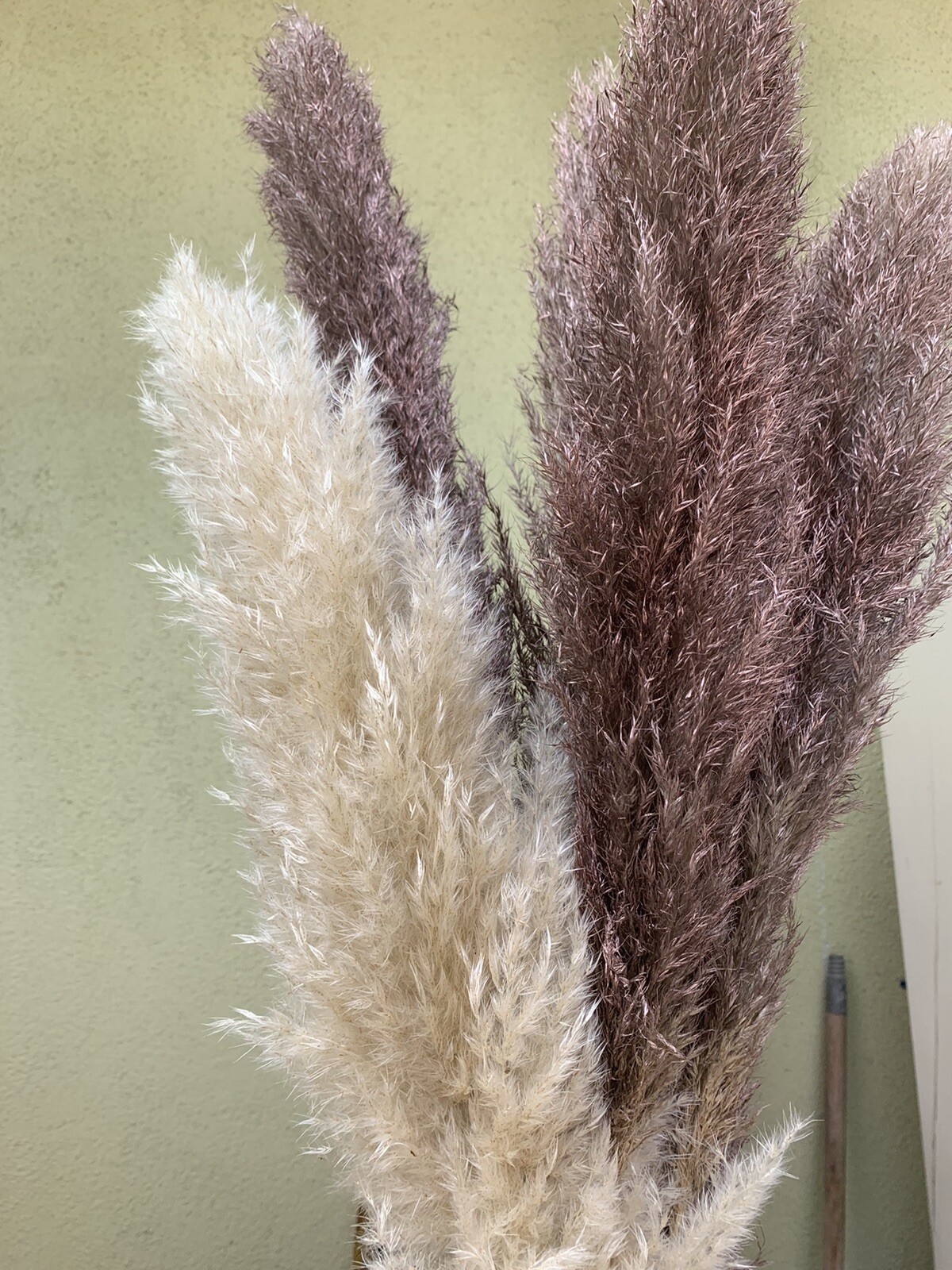 PAMPAS- Box of 10 X (36”) pampas grass stems Red/Blue/Green/Gold/Purple/Yellow