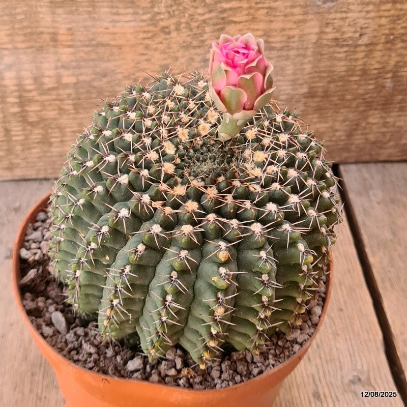D5905 GYMNOCALYCIUM BALDIANUM OLD pot14-H11-W12 cm MaMa Cactus