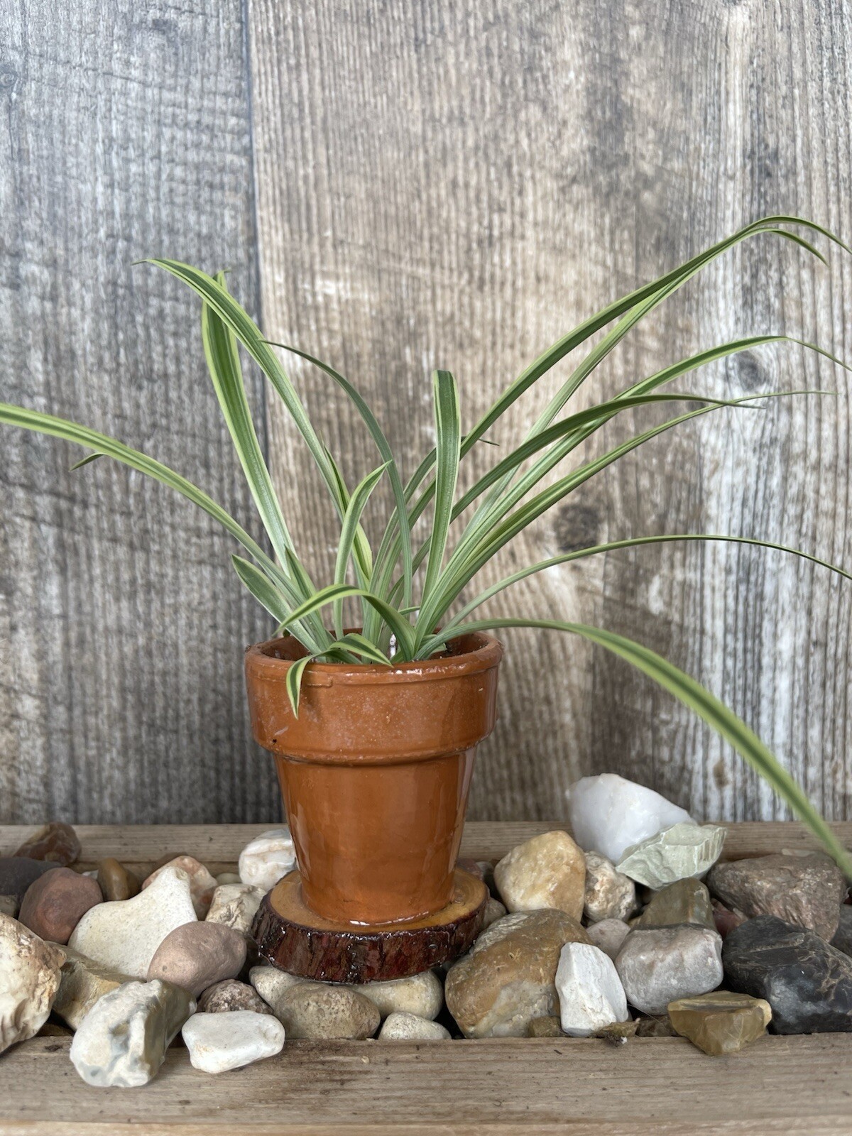 Mini Spider Plants In Epoxy Coated Terracotta Pots On Wooden Base