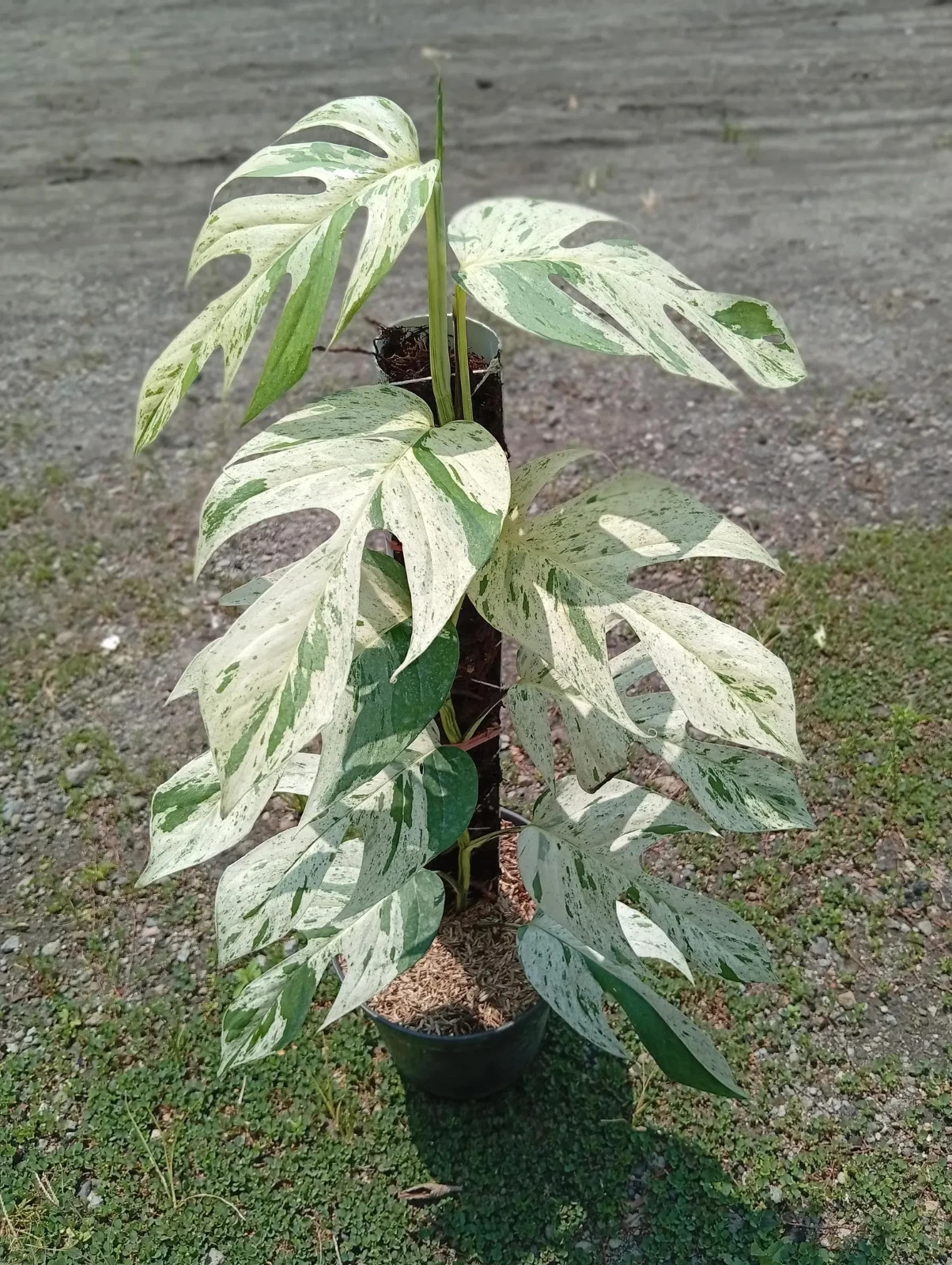Real Picture Epipremnum Pinnatum Marble Variegated Lush Leaves