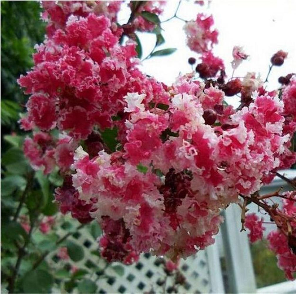 (10) CRAPE/CREPE MYRTLE SEEDS rare exotic flower garden tree USA SELLER W/TRACK