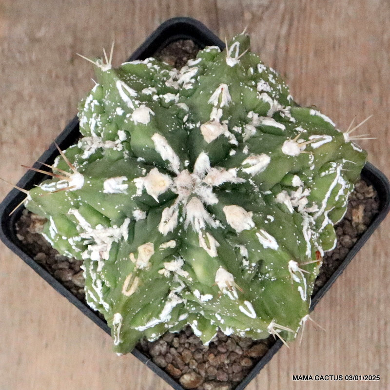 M115 ASTROPHYTUM MYRIOSTIGMA FUKURYU pot10-H8-W12 cm MaMa Cactus