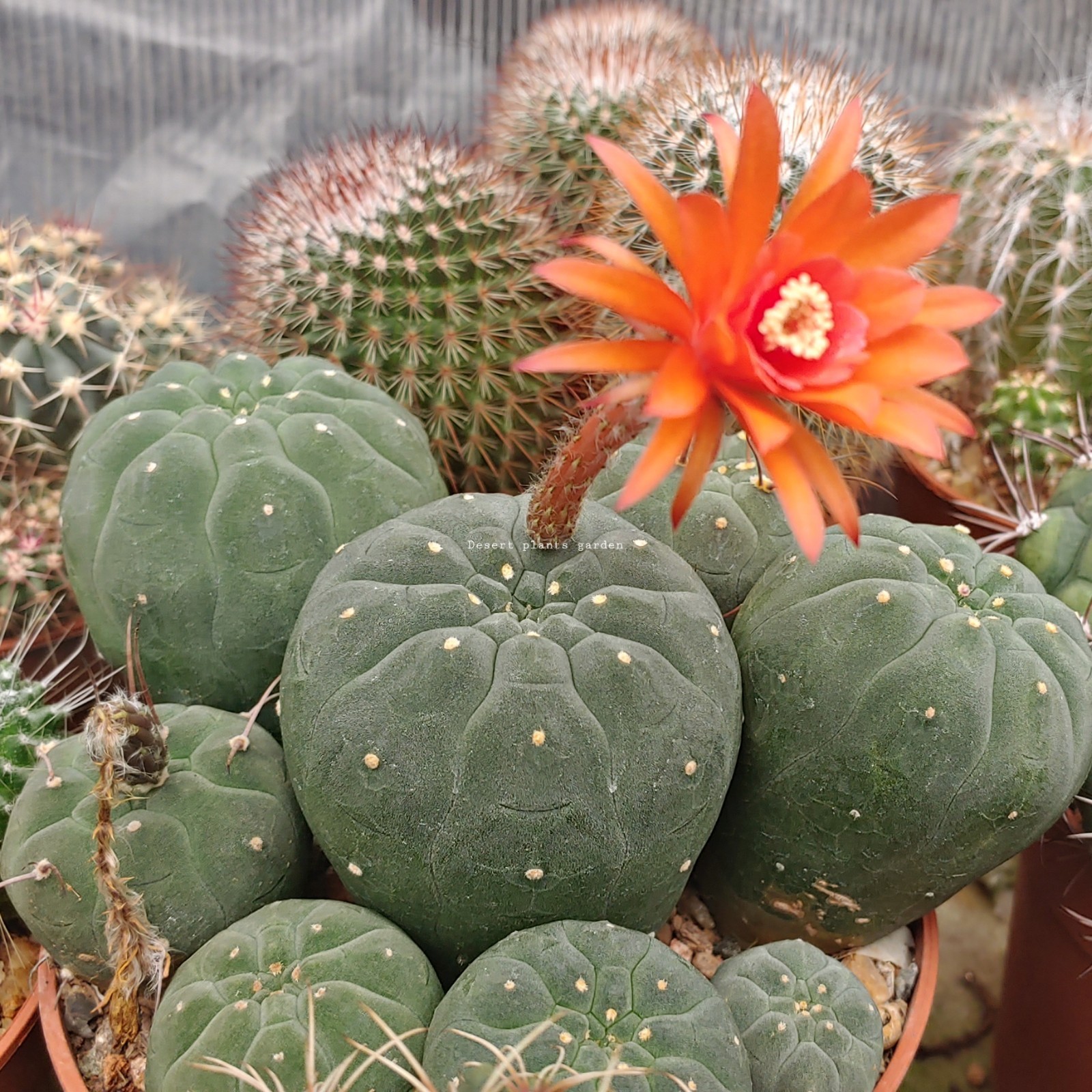 Matucana madisoniorum 35Seeds