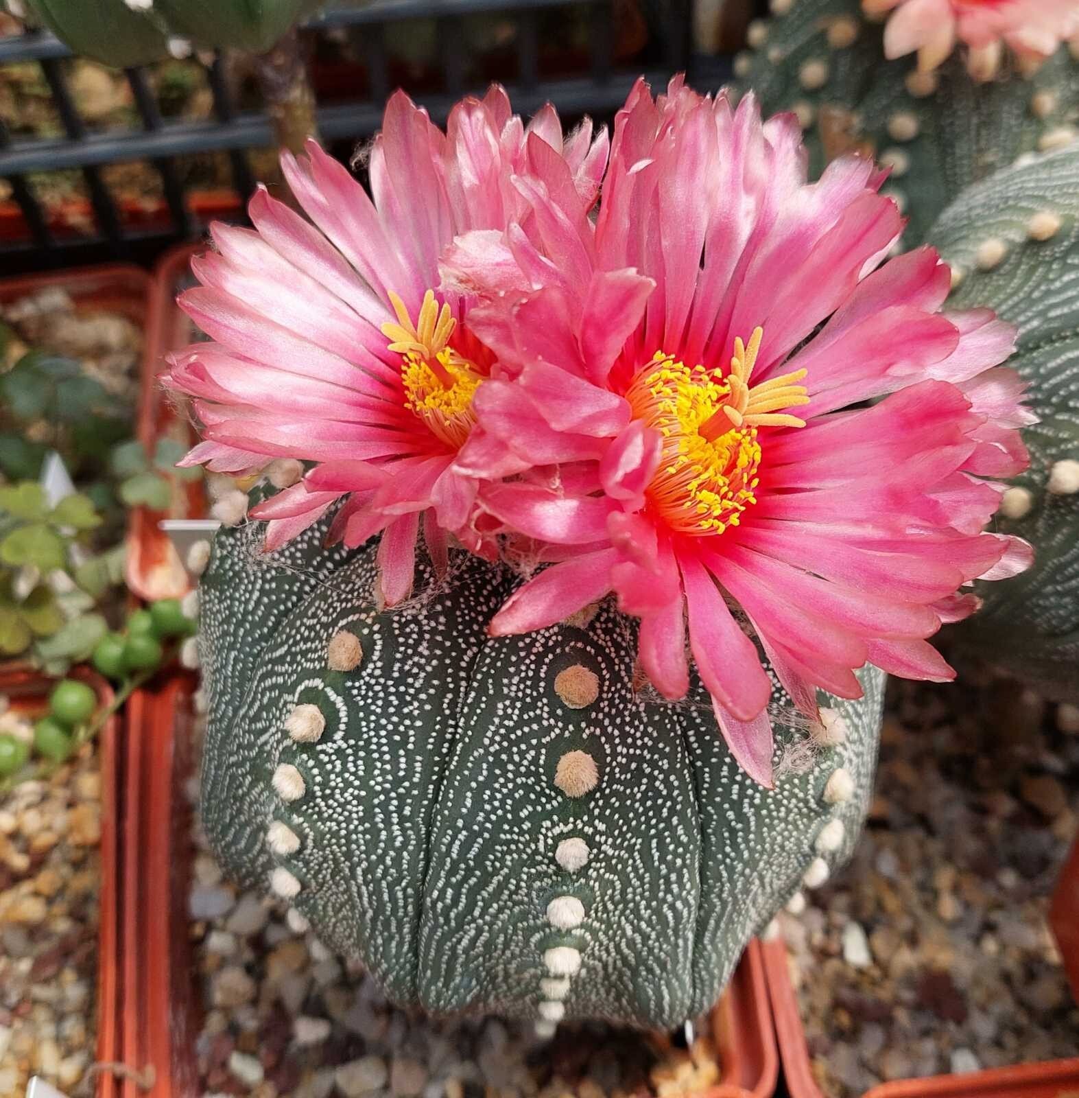 Astrophytum asterias ‘Akabana’ 100seeds harvest 2025