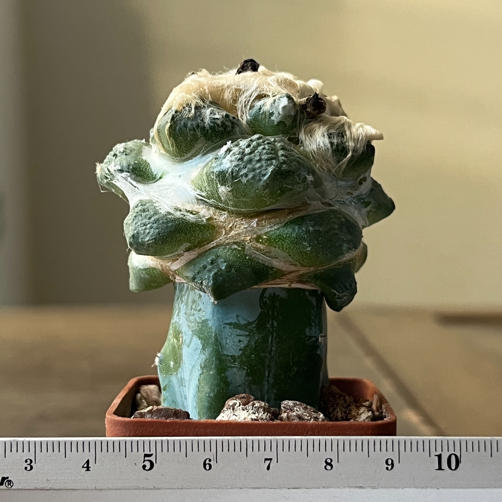 A52-1326 Cactus hybrid (fissuratus x retusus)