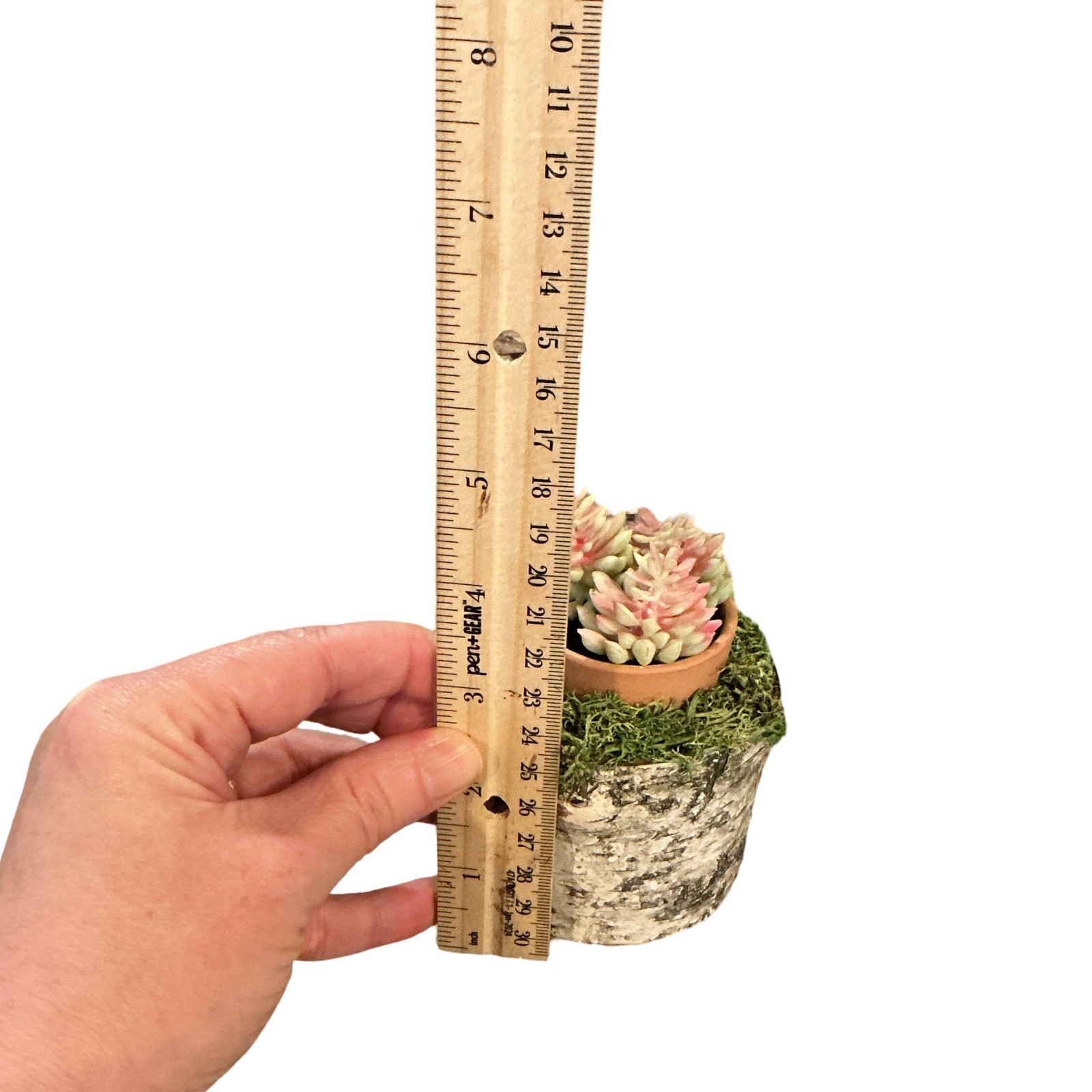 Rustic Artificial Succulent in Birch Log Base with Moss and Terracotta Pot