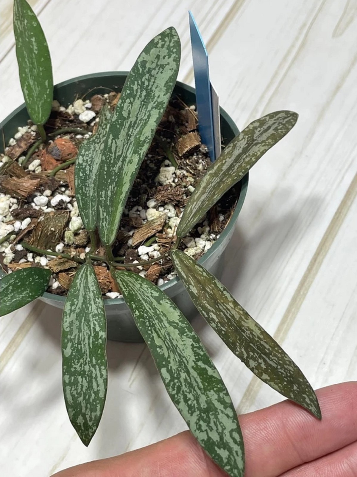 Hoya Sigillatis Live Plant Rare Splash Hoya Silver Grow in pot